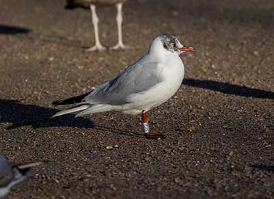 Black-headed Gull (Chroicocephalus ridibundus) [Christianshavns vold og voldgrav, Denmark]