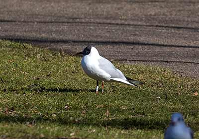Black-headed Gull (Chroicocephalus ridibundus) [Christianshavns vold og voldgrav, Denmark]