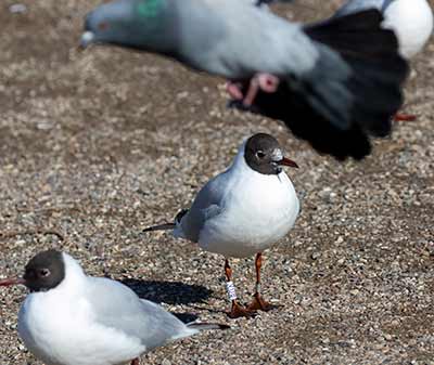 Black-headed Gull (Chroicocephalus ridibundus) [Christianshavns vold og voldgrav, Denmark]