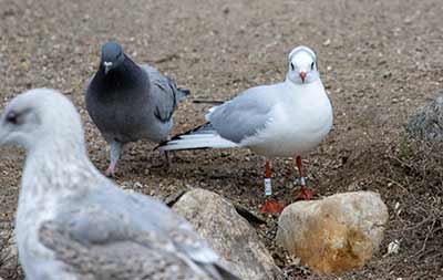 Black-headed Gull (Chroicocephalus ridibundus) [Christianshavns vold og voldgrav, Denmark]