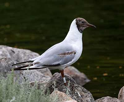 Black-headed Gull (Chroicocephalus ridibundus) [Christianshavns vold og voldgrav, Denmark]