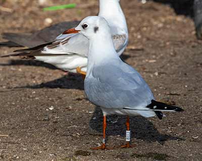 Black-headed Gull (Chroicocephalus ridibundus) [Christianshavns vold og voldgrav, Denmark]