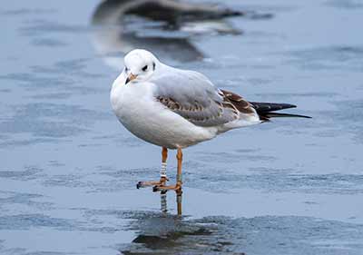 Black-headed Gull (Chroicocephalus ridibundus) [Christianshavns vold og voldgrav, Denmark]