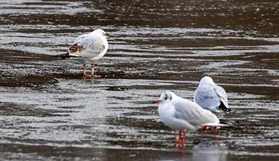 Black-headed Gull (Chroicocephalus ridibundus) [Christianshavns vold og voldgrav, Denmark]