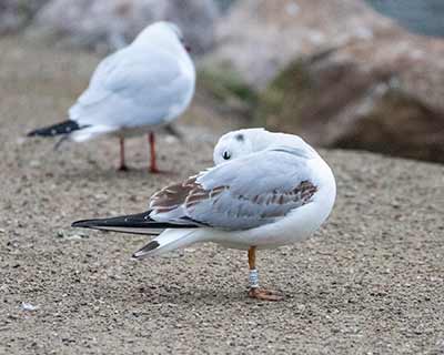 Black-headed Gull (Chroicocephalus ridibundus) [Christianshavns vold og voldgrav, Denmark]