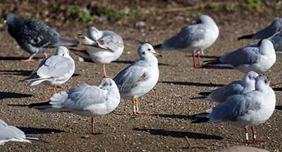 Black-headed Gull (Chroicocephalus ridibundus) [Christianshavns vold og voldgrav, Denmark]