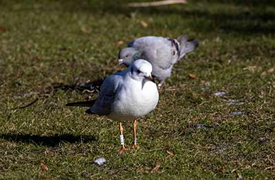 Black-headed Gull (Chroicocephalus ridibundus) [Christianshavns vold og voldgrav, Denmark]