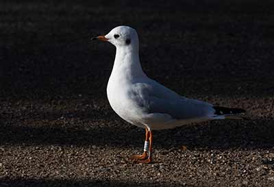 Black-headed Gull (Chroicocephalus ridibundus) [Christianshavns vold og voldgrav, Denmark]