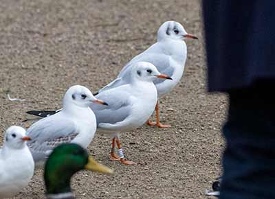 Black-headed Gull (Chroicocephalus ridibundus) [Christianshavns vold og voldgrav, Denmark]