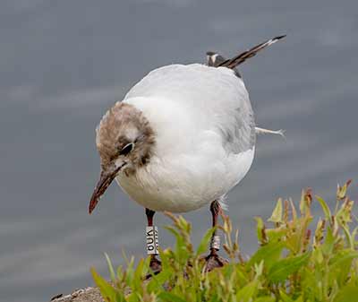 Black-headed Gull (Chroicocephalus ridibundus) [Christianshavns vold og voldgrav, Denmark]