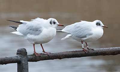 Black-headed Gull (Chroicocephalus ridibundus) [Christianshavns vold og voldgrav, Denmark]