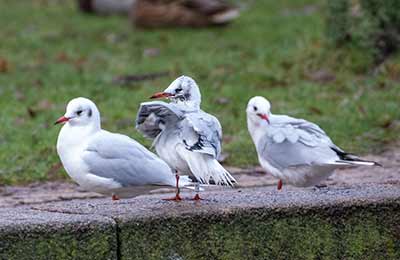 Black-headed Gull (Chroicocephalus ridibundus) [Tårnby Bypark, Denmark]
