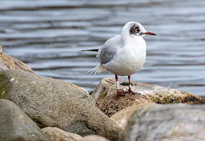 Black-headed Gull (Chroicocephalus ridibundus) [Christianshavns vold og voldgrav, Denmark]