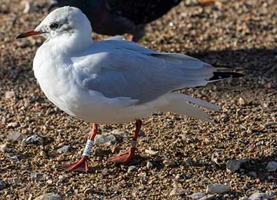Black-headed Gull (Chroicocephalus ridibundus) [Christianshavns vold og voldgrav, Denmark]