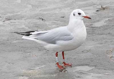 Black-headed Gull (Chroicocephalus ridibundus) [Søstjernen (Amager Strand), Denmark]