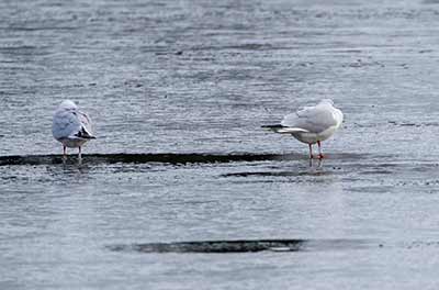 Black-headed Gull (Chroicocephalus ridibundus) [Christianshavns vold og voldgrav, Denmark]