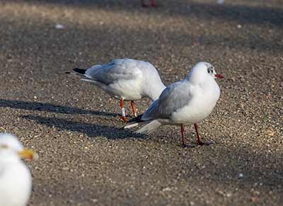 Black-headed Gull (Chroicocephalus ridibundus) [Christianshavns vold og voldgrav, Denmark]