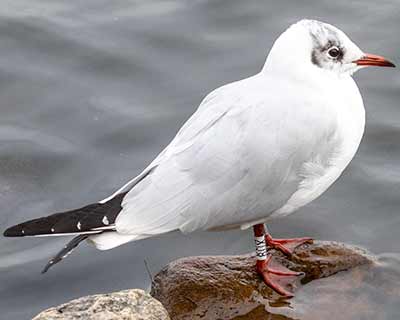 Black-headed Gull (Chroicocephalus ridibundus) [Christianshavns vold og voldgrav, Denmark]