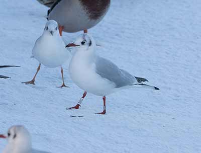 Black-headed Gull (Chroicocephalus ridibundus) [Christianshavns vold og voldgrav, Denmark]