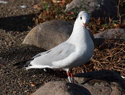 Black-headed Gull (Chroicocephalus ridibundus) [Christianshavns vold og voldgrav, Denmark]