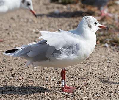 Black-headed Gull (Chroicocephalus ridibundus) [Christianshavns vold og voldgrav, Denmark]