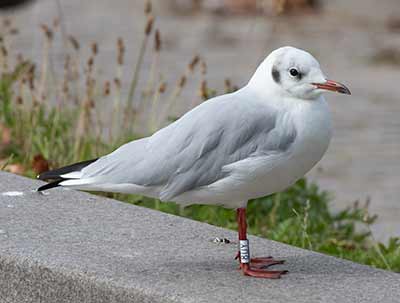 Black-headed Gull (Chroicocephalus ridibundus) [Christianshavns vold og voldgrav, Denmark]