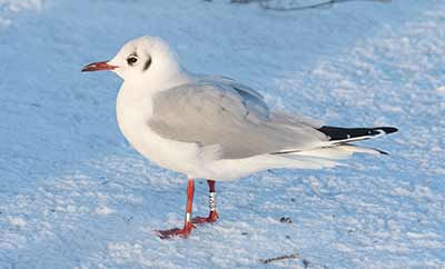 Black-headed Gull (Chroicocephalus ridibundus) [Christianshavns vold og voldgrav, Denmark]