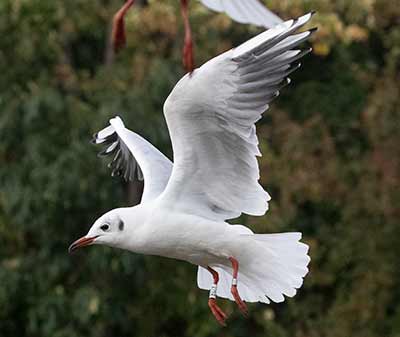 Black-headed Gull (Chroicocephalus ridibundus) [Christianshavns vold og voldgrav, Denmark]