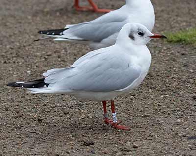 Black-headed Gull (Chroicocephalus ridibundus) [Christianshavns vold og voldgrav, Denmark]