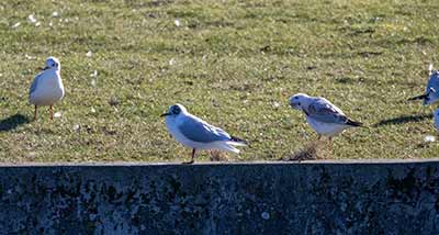 Black-headed Gull (Chroicocephalus ridibundus) [Amager Fælled, Denmark]