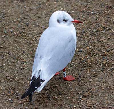 Black-headed Gull (Chroicocephalus ridibundus) [Christianshavns vold og voldgrav, Denmark]
