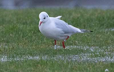 Black-headed Gull (Chroicocephalus ridibundus) [Amager Strandpark, Denmark]