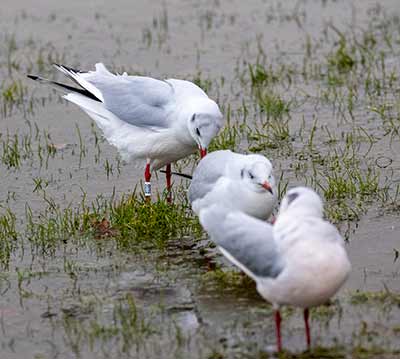Black-headed Gull (Chroicocephalus ridibundus) [Amager Strandpark, Denmark]