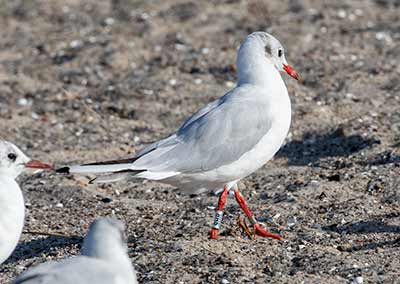 Black-headed Gull (Chroicocephalus ridibundus) [Amager Strandpark, Denmark]