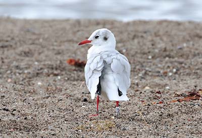 Black-headed Gull (Chroicocephalus ridibundus) [Amager Strandpark, Denmark]