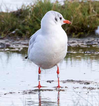 Black-headed Gull (Chroicocephalus ridibundus) [Amager Strandpark, Denmark]