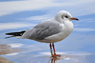 Black-headed Gull (Chroicocephalus ridibundus) [Christianshavns vold og voldgrav, Denmark]