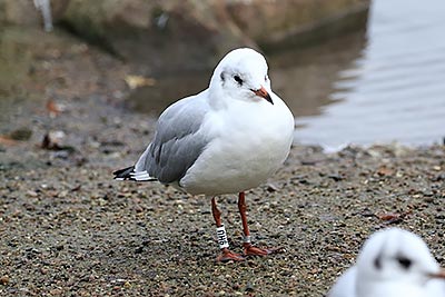 Black-headed Gull (Chroicocephalus ridibundus) [Christianshavns vold og voldgrav, Denmark]