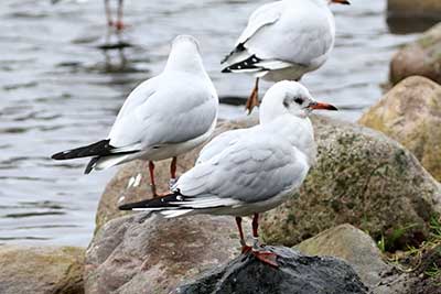 Black-headed Gull (Chroicocephalus ridibundus) [Christianshavns vold og voldgrav, Denmark]