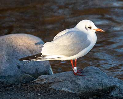 Black-headed Gull (Chroicocephalus ridibundus) [Christianshavns vold og voldgrav, Denmark]