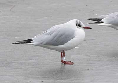 Black-headed Gull (Chroicocephalus ridibundus) [Christianshavns vold og voldgrav, Denmark]