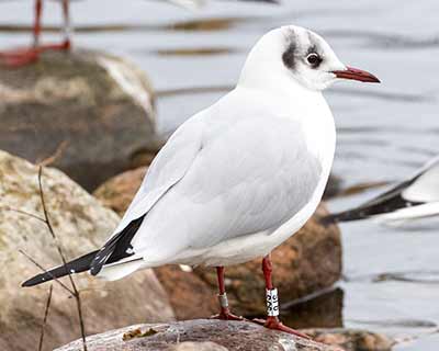 Black-headed Gull (Chroicocephalus ridibundus) [Christianshavns vold og voldgrav, Denmark]