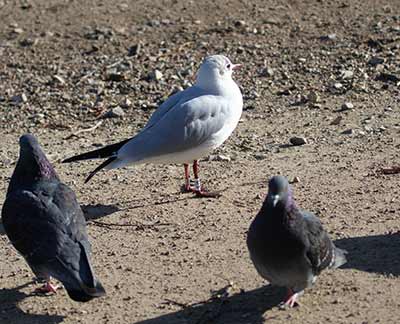 Black-headed Gull (Chroicocephalus ridibundus) [Christianshavns vold og voldgrav, Denmark]