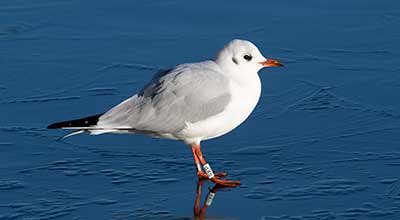 Black-headed Gull (Chroicocephalus ridibundus) [Søerne (København), Denmark]