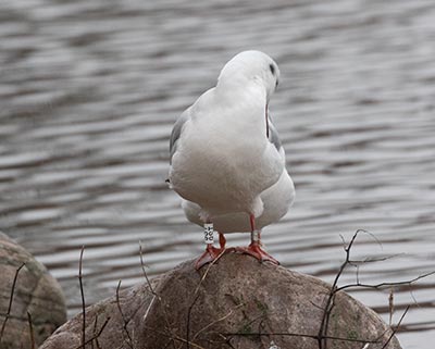 Black-headed Gull (Chroicocephalus ridibundus) [Christianshavns vold og voldgrav, Denmark]