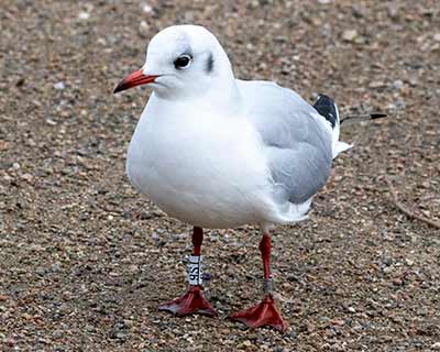Black-headed Gull (Chroicocephalus ridibundus) [Christianshavns vold og voldgrav, Denmark]