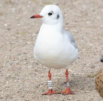 Black-headed Gull (Chroicocephalus ridibundus) [Christianshavns vold og voldgrav, Denmark]