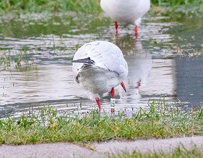 Black-headed Gull (Chroicocephalus ridibundus) [Amager Strandpark, Denmark]