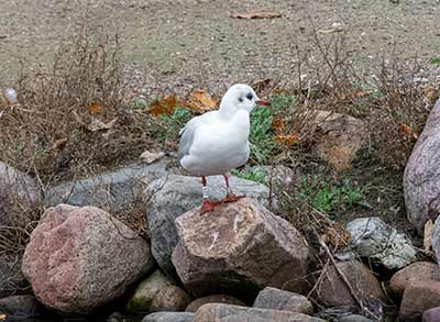 Black-headed Gull (Chroicocephalus ridibundus) [Christianshavns vold og voldgrav, Denmark]