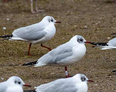 Black-headed Gull (Chroicocephalus ridibundus) [Christianshavns vold og voldgrav, Denmark]